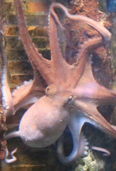 Ein Oktopus im Porträt