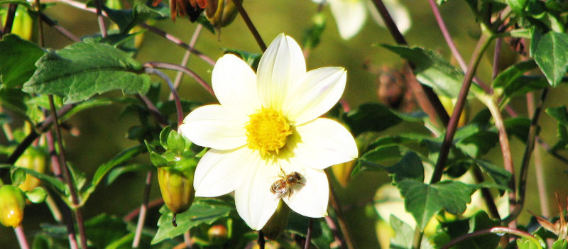Foto: Blüte mit darauf rumlaufender Biene