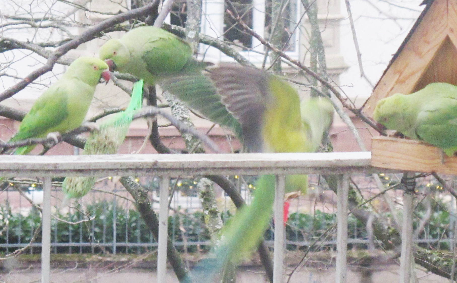 Grüne Papageien sitzen herum, einer davon lüftet seine Flügel