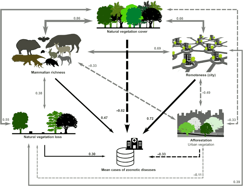Diagramm mit Einflussfaktoren wie Wald-Dichte, Artenvielfalt, Stadtnähe und ihren Korrelationen untereinander und mit der Inzidenz von Zoonosen