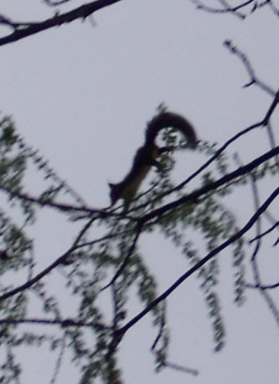 Ein Eichhörnchen turnt durch Zweige