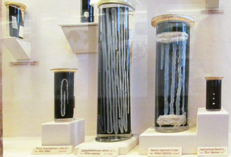 Foto: Konservierte Bandwürmer in hohen Glasbehältern