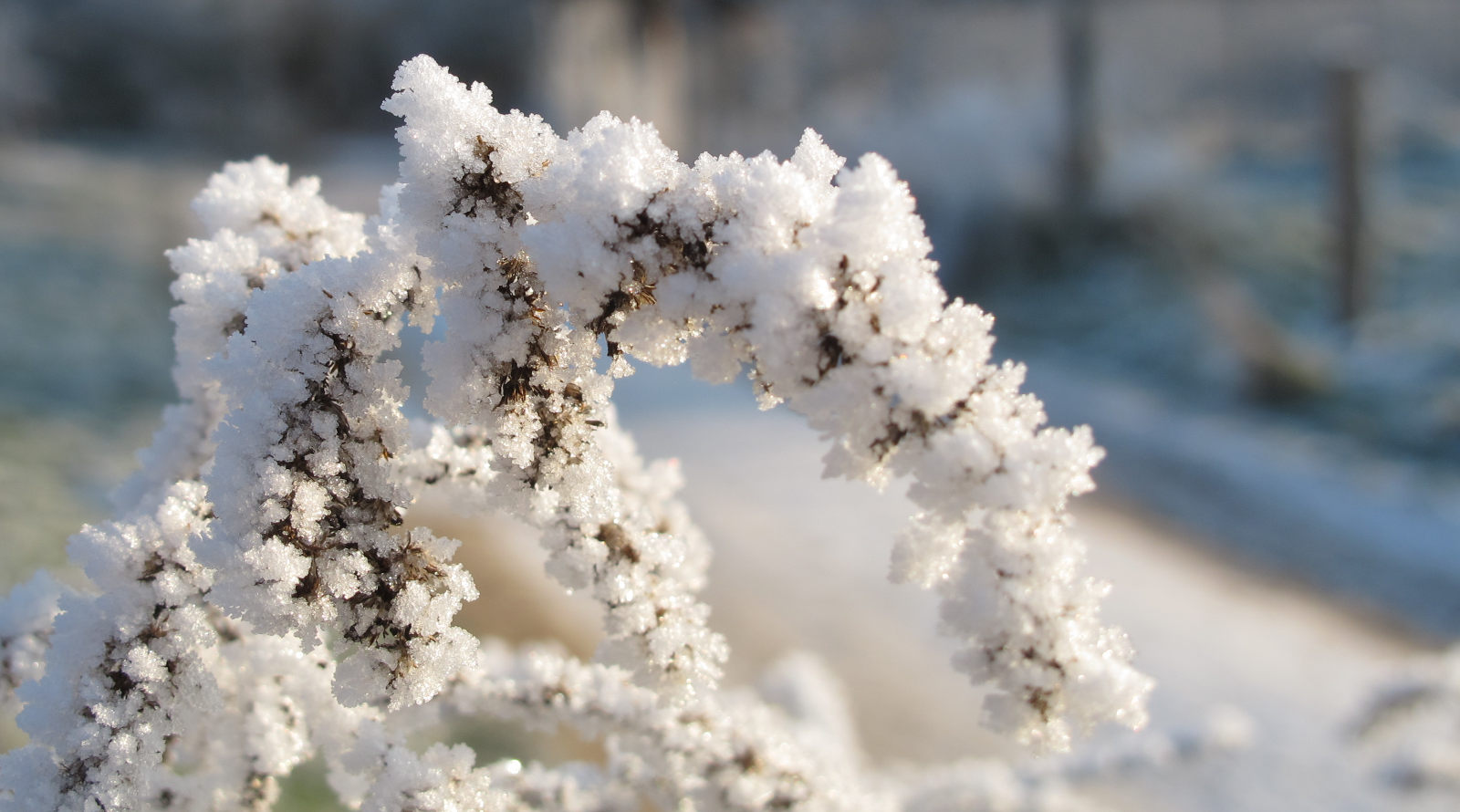 Foto: Myriaden von Eiskristallen an einem Pflanzentrieb in der Sonne
