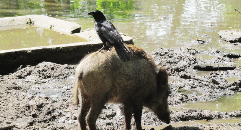 Foto: Krähe sitzt auf Wildschwein