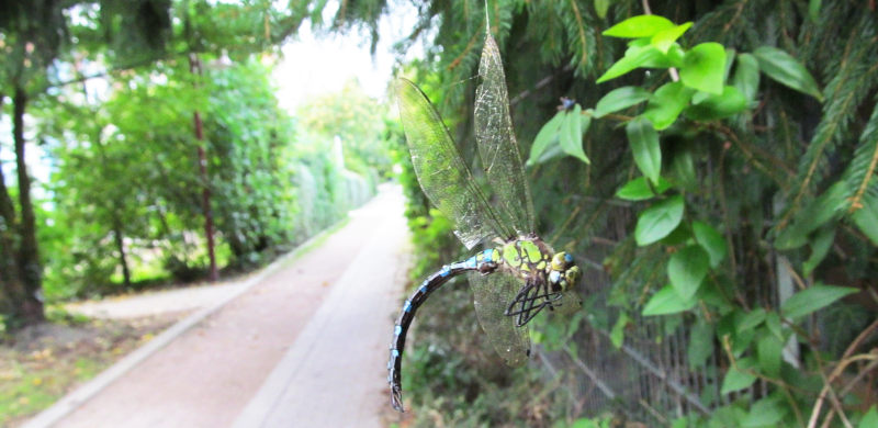 Tote Königslibelle hängt in der Luft an einem Spinnfaden