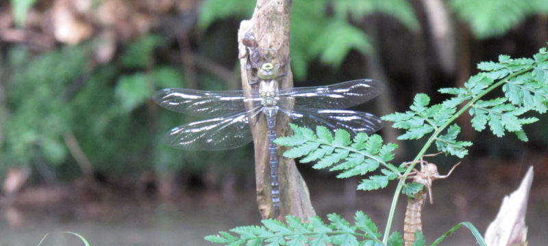 Eine Königslibelle sitzt senkrecht an einem Stück Holz; seitlich hängt eine leere Hülle einer Libellenlarve.