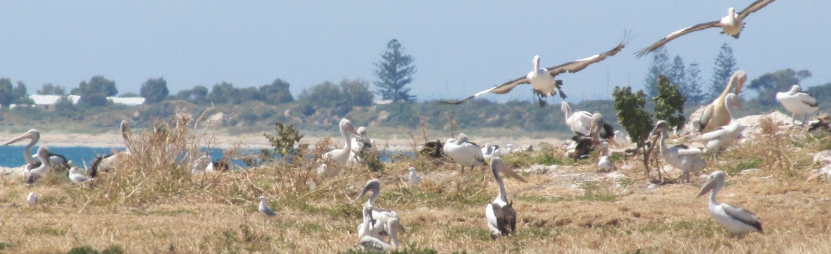 Foto: Pelikane und andere Vögel stehen in loser Gruppe, zwei landen in ziemlicher Nähe
