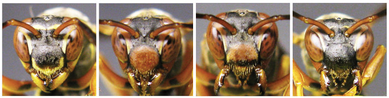 Portraits von vier Wespen