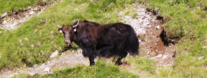 A Yak on a mountain path, watching the observer