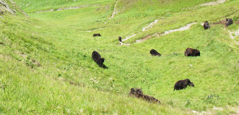 Many Yaks grazing on a mountain meadow