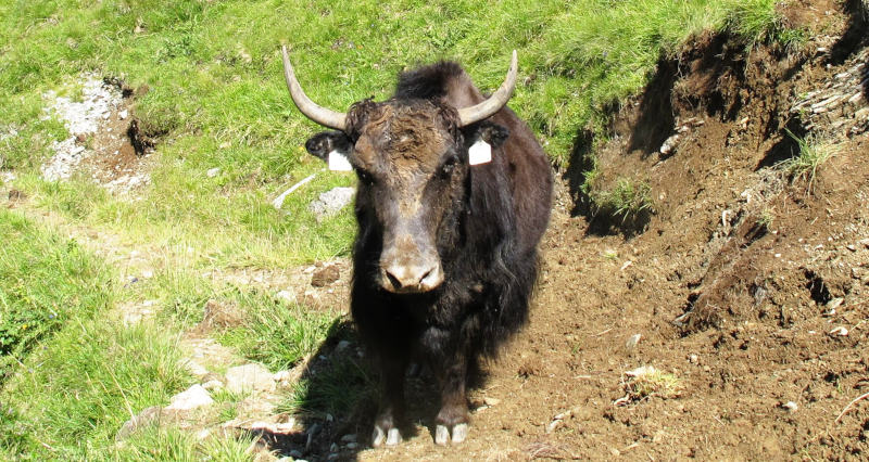 A Yak staring at the photographer