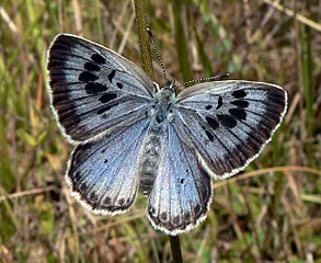 Foto eines blauen Schmetterlings
