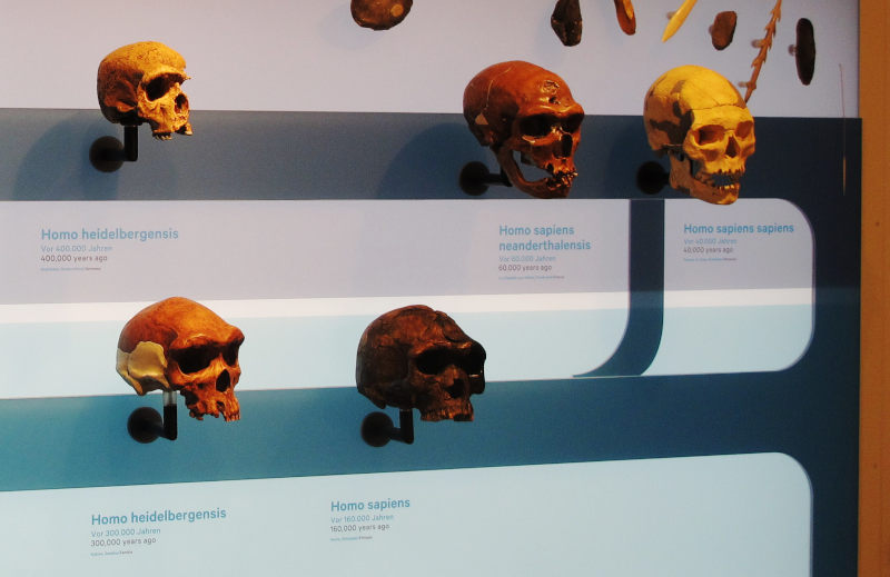 Foto eines Graphen mit dicken und dünnen Strichen zwischen menschlichen Schädeln: Ein dicker Strich verbindet Neandertaler und Homo sapiens sapiens, ein viel dünnerer Homo sapiens und Homo sapiens sapiens.