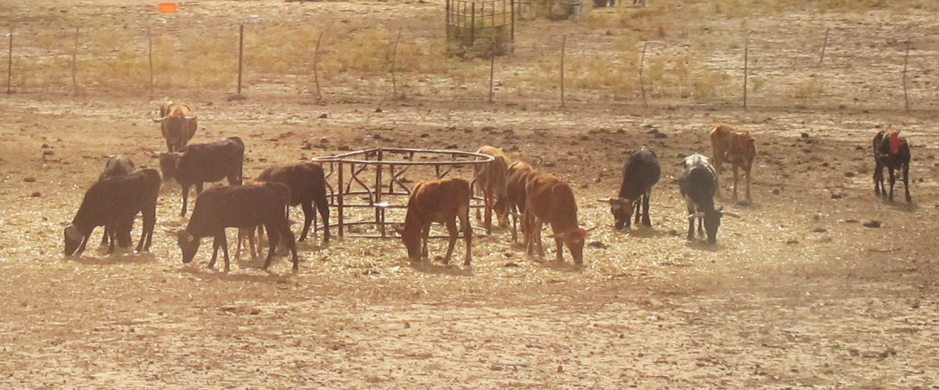 About a dozen cattle on brownish ground.