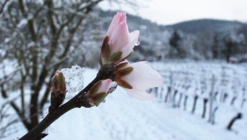 Foto einer geöffneten Mandelblüte vor einer Schneelandschaft.