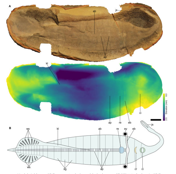 Drei Grafiken des gleichen Fossils: ein Farbfoto mit etwas erkennbaren Strukturen, eine Höhenkarte aus einem 3D-Scan, bunt aber für Laien unzugänglich, sowie eine Skizze mit einer Erklärung der erkennbaren features.