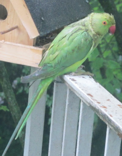 Ein etwas bedröppelt aussehender grüner Papagei mit langen Schwanzfedern.