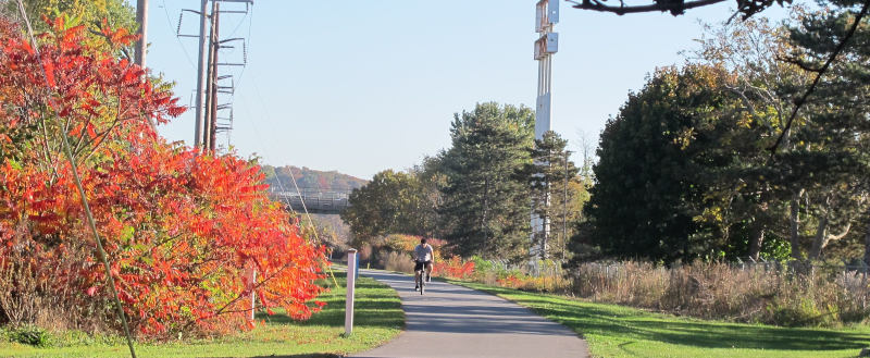 A paved bikepath with a green lawn right and left. At the very left, there is a small tree in autumn colors.