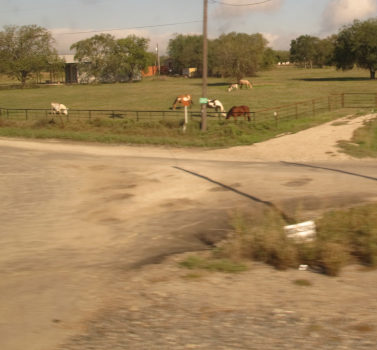 Unpaved roads with a few horses grazing behind them