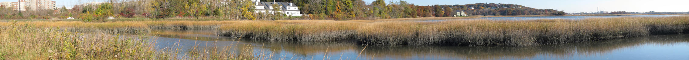 Panorama of reeds and occasional open water