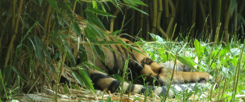 Unter einem Gebüsch schauen Beine und Schwanz eines Tigers raus.