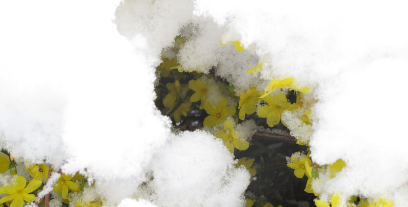 Ein Schneehaufen mit Löchern, durch die gelbe Blüten sichtbar sind.
