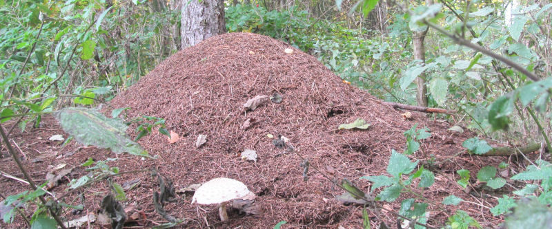 Ein Ameisenhaufen im Wald, davor ein großer weißer Pilz.