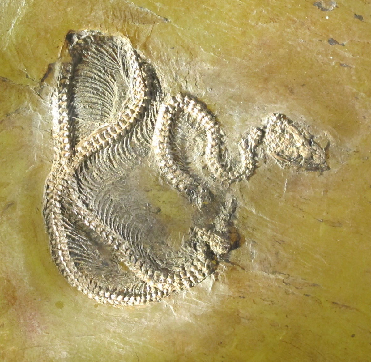 Fossilised bones in snake shape, whitish on a yellow background
