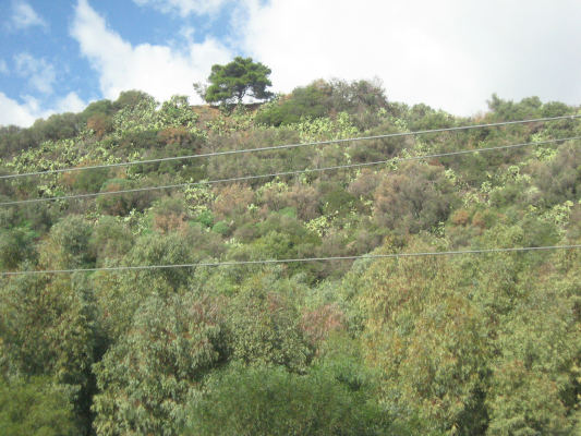 A hill with a pine tree on top, its sides green with hardy Mediterranean vegetations.  In front of it, two contact wires.