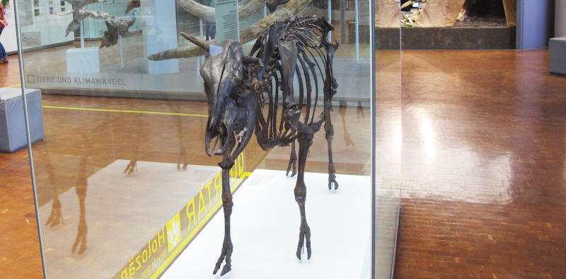Ein Skelett eines kleinen Rindes in einem Glaskasten; seine Knochen sind schwarz.  Auf dem Glaskasten steht in Gelb „Quartär Holozän“, eine gelbe Linie auf dem Boden läuft auf den Glaskasten zu.