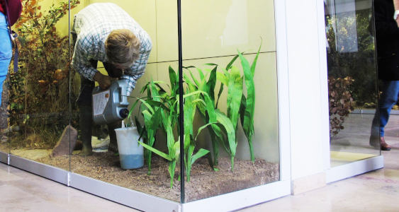 In einer Vitrine steht eine sehr realistische Puppe eines Mannes mit einem Karohemd, der runtergebeugt ein Insektizid aus einem Kanister schüttet. Ebenfalls in der Vitrine: ein paar Maispflanzen.